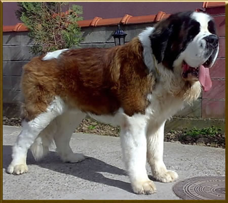 My St.Bernard - "Od Mikija" Bard%202g