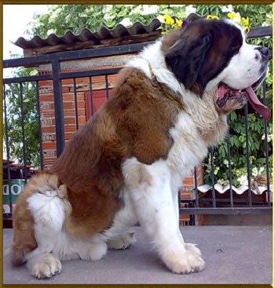 My St.Bernard - "Od Mikija" Bard%202g2