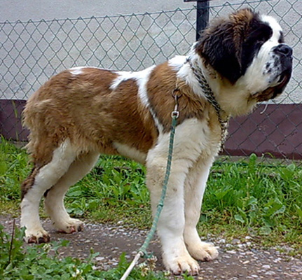 My St.Bernard - "Od Mikija" Charlie%205m