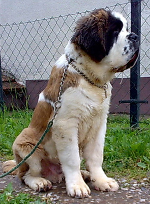 My St.Bernard - "Od Mikija" Charlie%205me