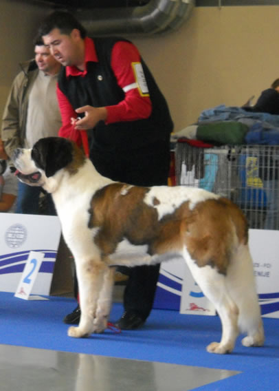 My St.Bernard - "Od Mikija" Dafi%2012m