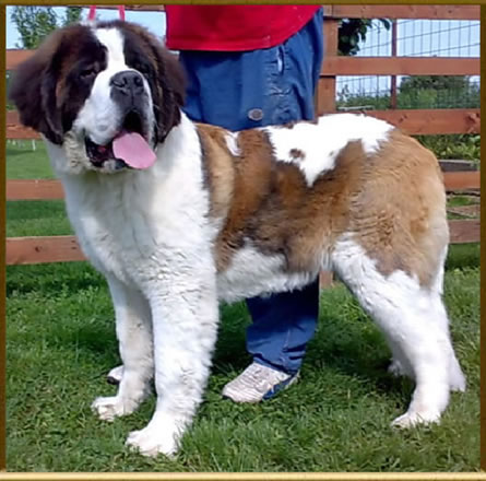 My  St.Bernard - "Od Mikija" Dafi%207,5%20m