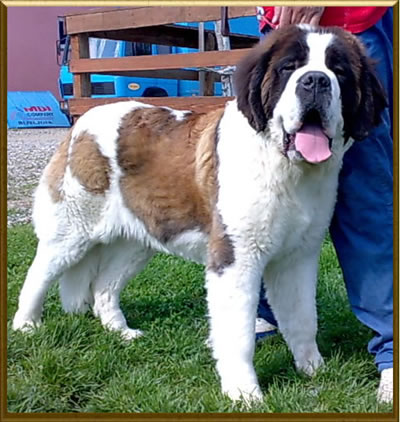 My St.Bernard - "Od Mikija" Dafi%207,5