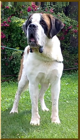 My  St.Bernard - "Od Mikija" Margo%202,5