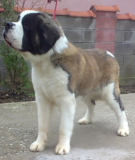 My St.Bernard - "Od Mikija" Z1