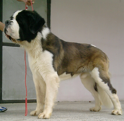 My St.Bernard - "Od Mikija" Zenzi%2014m