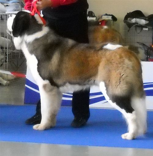 My St.Bernard - "Od Mikija" Zenzi%2016m