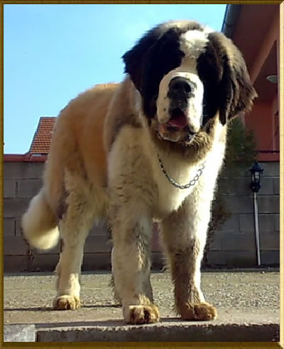My St.Bernard - "Od Mikija" Zenzi%209.